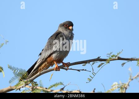 Amur falcon (Falco amurensis) mâle perché, Oman, décembre Banque D'Images