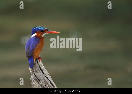 Malachite de kingfisher (Corythornis cristata) perchée sur la fusée d'arbre, Oman, novembre Banque D'Images