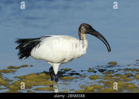 L'ibis sacré africain (Threskiornis aethiopicus) se nourrissant en eau peu profonde, Oman, février Banque D'Images