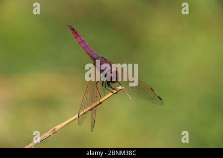 Violet dropwing (Trithemis annulata) homme, février, Oman. Mise au point de l'icône d'aide utilisée. Banque D'Images