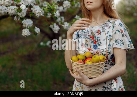 Dans les mains d'une petite fille panier en osier avec des pommes mûres rouges et vertes. Une femme blonde vêtue d'une robe blanche se dresse parmi les pommiers à fleurs. Uniquement une partie Banque D'Images