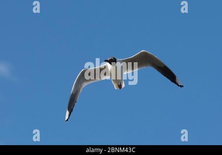 Guette à capuchon brun (Chericocephalus maculopennis) en vol, la Pampa, Argentine Banque D'Images