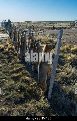 Renard pampas mort (Lycalopex gymnocercus) renard gris (Lycalopex culpaeus) et chat de Geffroy (Oncifelis geoffroyi) tués par des éleveurs de moutons et accroché à Banque D'Images