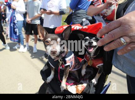 Uper Macungie, États-Unis. 14 mai 2020. Les chiens soutenant Trump se rassemblent de l'autre côté de la rue depuis un établissement que le président a visité le jeudi 14 mai 2020 dans l'uper Macungie. La parade a été organisée par la communauté locale avec l'aide d'un ancien enseignant du primaire. Crédit : William Thomas Cain/Alay Live News Banque D'Images