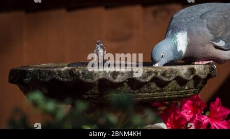 Londres, Royaume-Uni. 15 mai 2020. Météo au Royaume-Uni - UN pigeon en bois commun (Columba palumbus) visite un bain d'oiseaux en début de soirée dans un jardin de banlieue dans le nord-ouest de Londres. Credit: Stephen Chung / Alay Live News Banque D'Images