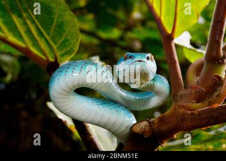 L'île de la sonde (pitviper Trimeresurus insularis) dans l'arbre, l'île de Komodo. Banque D'Images