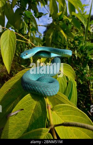 L'île de la sonde (pitviper Trimeresurus insularis) dans l'arbre, l'île de Komodo. Banque D'Images