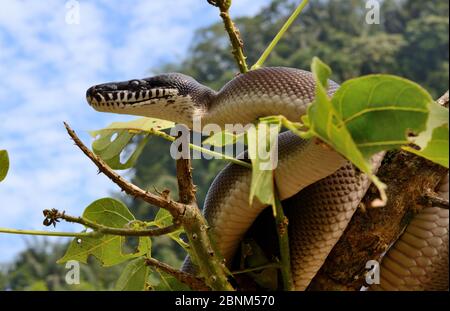 Northern white-lipped python (Leiopython albertisii) dans l'arbre, l'Irian Jaya, en Papouasie Nouvelle Guinée Banque D'Images