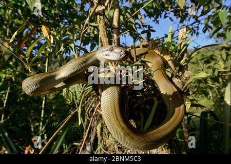 Python d'olive de Papuan (Liasis papuana) dans l'arbre, Papouasie-Nouvelle-Guinée. Banque D'Images