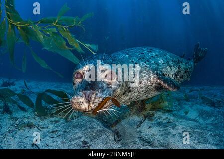 Le phoque commun / phoque commun (Phoca vitulina) nage sous une forêt de varech, île de Santa Barbara, îles Anglo-Normandes. Los Angeles, Californie, États-Unis, Océan Pacifique Banque D'Images