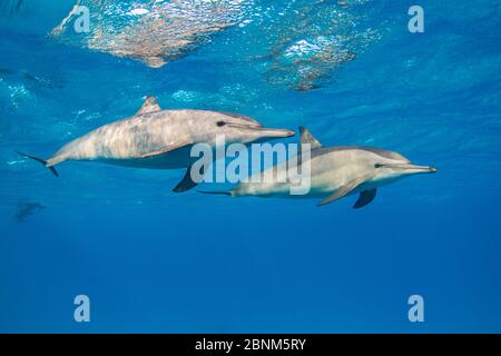 Dauphins à nageurs (Stenella longirostris) en couple, nageant juste en dessous de la surface, récif de Sataya, Dolphin House, Fury Shoal, Egypte, Mer Rouge Banque D'Images