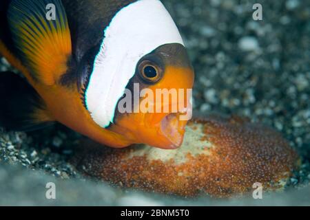 L'anemonefish de Saddleback (Amphiprion polymnus) adulte enserre ses dents tout en gardant ses œufs nouvellement pondus, Anilao, Batangas, Luzon, Philippines. Iles Verde Banque D'Images