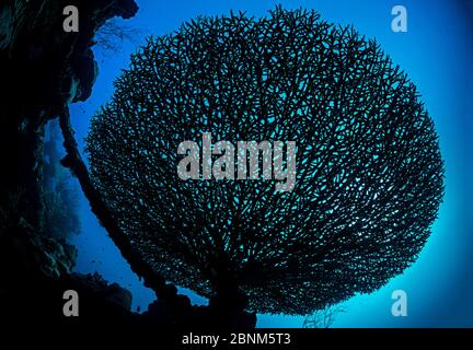 Le corail de table (Acropora sp) se développe dans une forme délicate dans les eaux abritées d'un lagon, sur l'épave du Teshio Maru. Korror, Palaos, Micronésie, Banque D'Images