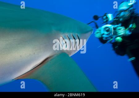 Un plongeur rencontre de près avec le requin soyeux (Carcharhinus falciformis) Cat Island, Bahamas. Océan Atlantique Nord tropical Banque D'Images