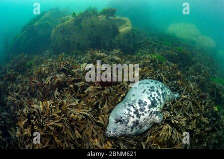 Phoque gris (Haichaoerus grypus) Grande femelle adulte dort dans un lit d'algues (Fucus serratus) Lundy Island, Devon, Angleterre, Royaume-Uni Canal Bristol, Augus Banque D'Images
