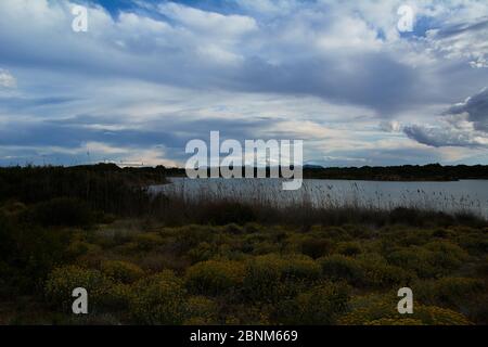 Nature sauvage, fleurs et plantes dans la dune et le lac. Couleurs de coucher de soleil Banque D'Images