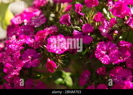 Fleurs d'été, roses, œillets Banque D'Images