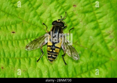 Hoverfly (Helophilus pendulus) sur la feuille, Dorset, Royaume-Uni, juillet. Banque D'Images