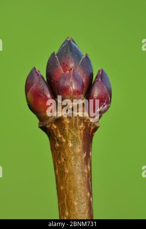 Norway Maple (Acer platanoides) Bud en hiver, Dorset, Royaume-Uni, janvier. Banque D'Images