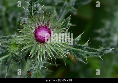 Chardon musqué (Carduus nutans) sur le fond de craie, nord du Dorset, Royaume-Uni, août. Banque D'Images