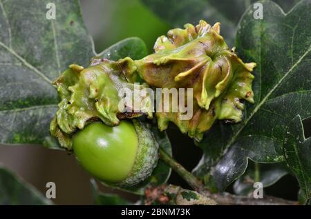 Galle sur l'corne de chêne faite par la larve de la guêpe de la Gnup de Knapper (Andicus quercuscalicis), Dorset, Royaume-Uni, août. Banque D'Images