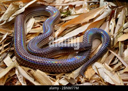 La couleuvre de Sunbeam (Xenopeltis unicolor) est captive en Asie du Sud-est. Banque D'Images