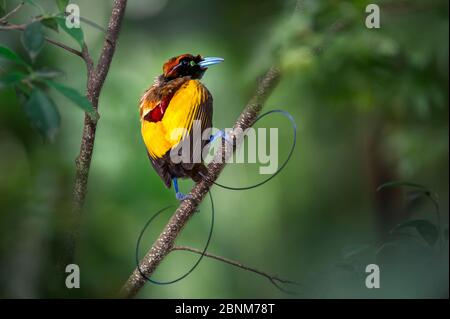 Magnifique oiseau de paradis (Diphyllodes magnifius). Hautes terres montagnardes inférieures près du mont Hagen, province d'Enga, Papouasie-Nouvelle-Guinée. Endémique. Banque D'Images