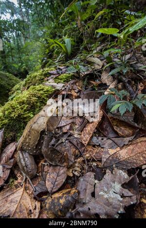 Grenouille à cornes montagnarde (Megophrys kobayashii) dans la litière de feuilles. Pentes du Mont Kinabalu, Sabah, Bornéo, Banque D'Images