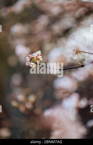 Boule de neige d'hiver, Viburnum x bodnantense 'Dawn' Banque D'Images