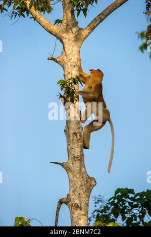 Singe proboscis (Nasalis larvatus) grimpant au bord de la rivière. Rivière Kinabatangan, Sabah, Bornéo. Banque D'Images