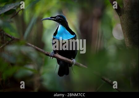 Grognement riflebird (Ptiloris intercedens) mâle, Adelbert de Montagnes, Province de Madang, Papouasie Nouvelle Guinée. Endémique. Banque D'Images