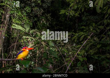 kingfisher (Ceyx erithaca motleyi) à l'arrière-pays rufous qui fait des grondres dans la forêt tropicale. Rivière Kinabatangan, Sabah, Bornéo. Septembre. Banque D'Images