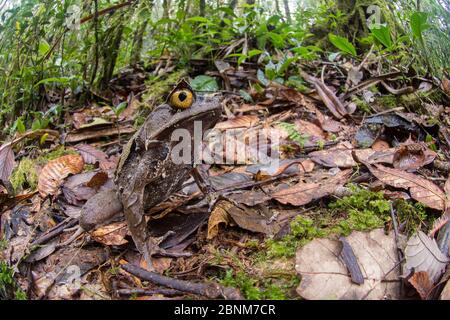 Grenouille à cornes montagnarde (Megophrys kobayashii) dans la litière de feuilles. Pentes du Mont Kinabalu (environ 1400ml), Sabah, Bornéo, Banque D'Images