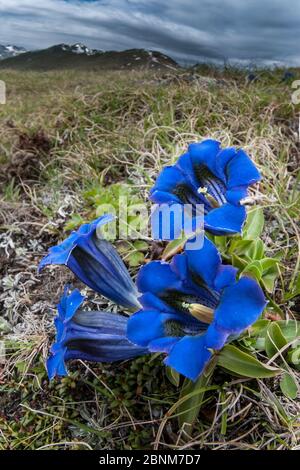 Fleurs de la trompette / gentiane sans stemless (Gentiana aculis), Nordtirol, Alpes autrichiennes, Autriche, juillet. Banque D'Images