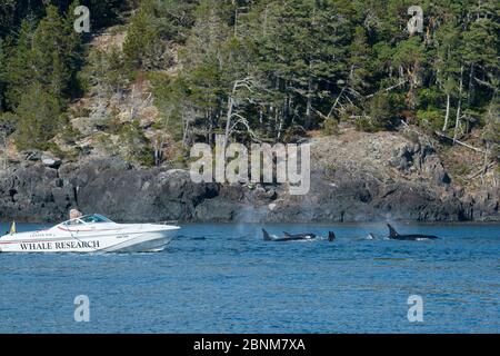 Le chercheur de baleines Ken Balcomb photographie des épaulards / Orca (Orcinus orca) résidant au sud à partir d'un superpod passant par son bateau de recherche, au large du sud Banque D'Images