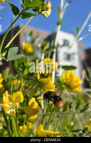 Le bourdon à queue rouge (Bombus lapidarius) vole vers le trèfle de Birdsfoot (Lotus corniculatus) dans une prairie de fleurs sauvages pérenne plantée autour de l'université Ha Banque D'Images