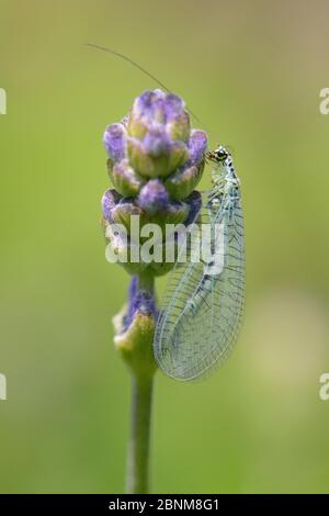 La lacuration verte commune (Chrysoperla carnea) sur les fleurs de lavande dans un jardin planté de fleurs pour attirer les pollinisateurs, Watch Tower B&B, D Banque D'Images