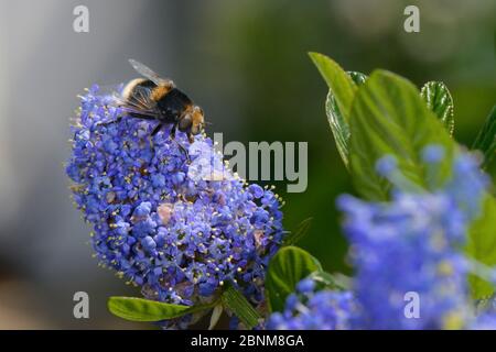 Bumblebee-imitant la mouche de l'hovermouche (Eristalis intracarius) se nourrissant sur des fleurs de Ceanothus dans un jardin planté de fleurs pour attirer des pollinisateurs, Dungeness, Banque D'Images