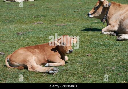 Deux vaches se trouvant sur l'herbe de soleil, couleurs de la nature Banque D'Images