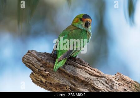 Lorikeet à couronne violette (Glossopsitta porphyrocephala) reposant sur une branche. Werribee, Victoria, Australie Banque D'Images