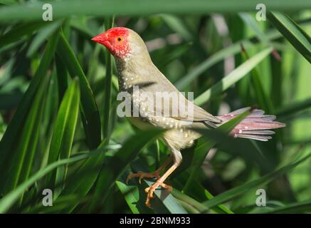 finch étoilé (Neochmia ruficauda) dans une herbe dense. Mary River, territoire du Nord, Australie Banque D'Images