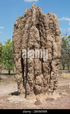 Termite de la cathédrale (Nasutitermes triodiae) dans un habitat typique de savane, Mary River, territoire du Nord, Australie Banque D'Images