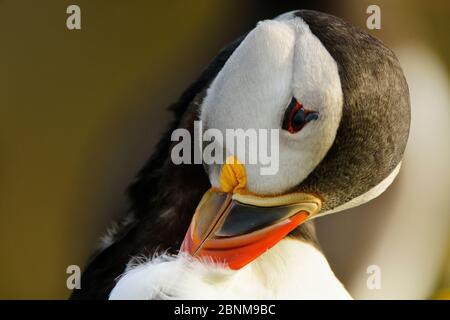 Un macareux de l'atlantique (fratercula arctica) qui se fait couper les plumes sur l'île de Skomer, au pays de Galles. Banque D'Images