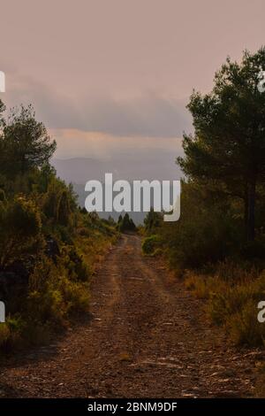 Chemin de montagne entre les arbres, vers le coucher du soleil, couleurs de la nature Banque D'Images