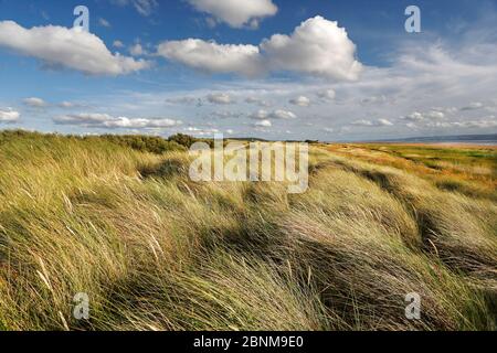 Oyat (Ammophila arenaria) sur les dunes, de la bouche de l'estuaire de la Dee, regardant vers le sud vers l'Ouest Kirby, Wirral, UK, août. Banque D'Images