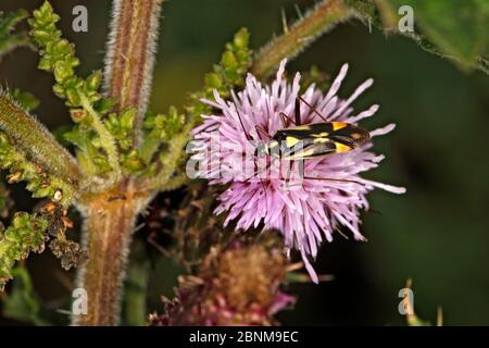 Insecte (Grypocoris stysi) sur le Thhistle rampant (Cirsium arvense) fleurierau bord de la forêt Cheshire UK Augustin55983 Banque D'Images