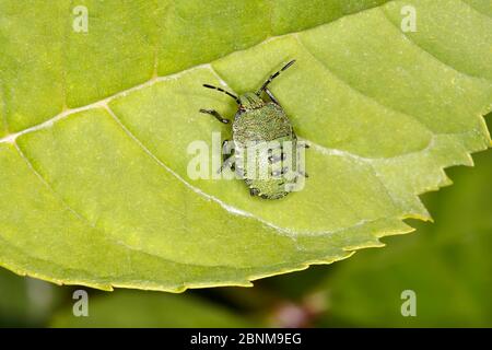 Green Shield Bug (Palomena prasina) nymphe reposant sur la feuille au bord de la forêt, au nord du pays de Galles, Royaume-Uni, août. Banque D'Images