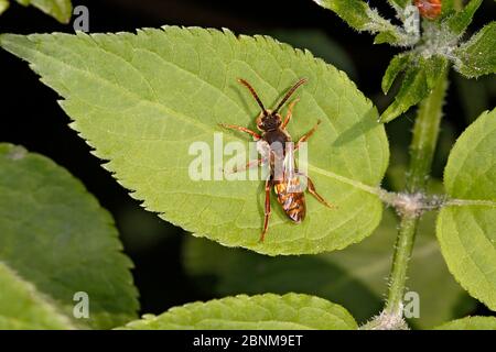 Nomad Bee (Nomada sp) reposant sur la feuille au bord de la forêt Cheshire, Royaume-Uni, mai. Banque D'Images