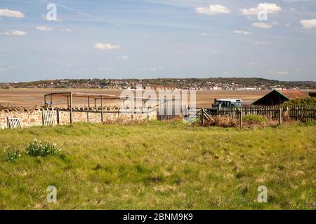 Heligoland piège à oiseaux utilisé pour capturer des oiseaux pour sonner sur l'île de Hilbre située à l'embouchure de l'estuaire de la Dee, Wirral, Royaume-Uni, mai. Banque D'Images