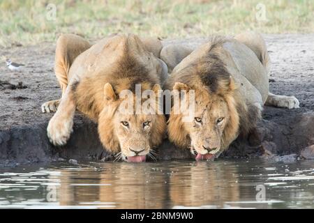 Deux lions africains mâles (Panthera leo) buvant dans un trou d'eau, réserve privée de gibier de sable Sabi, Afrique du Sud. Banque D'Images